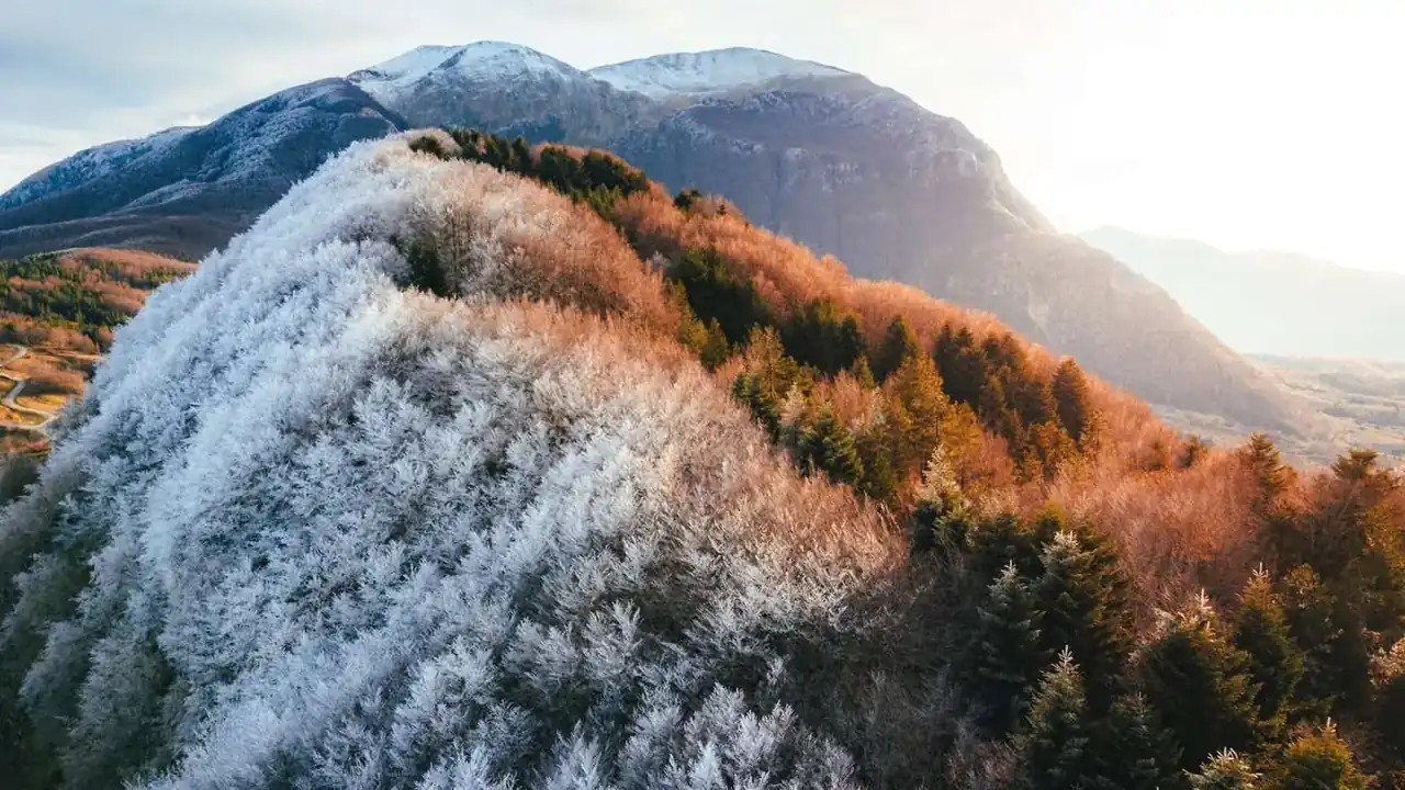 Frost-covered beech forest in the Pollino mountains